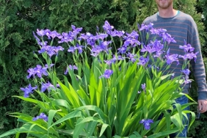 Iris ampliflora 'Ming Treasure' New 2023